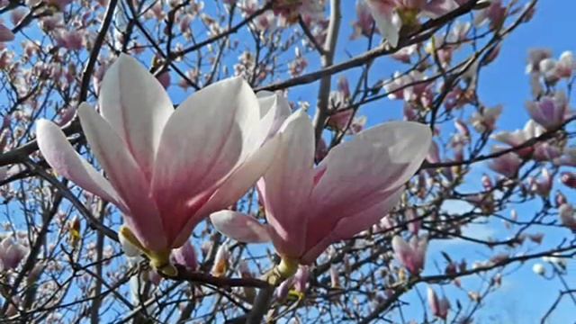 Jimmy Fontanez & Doug Maxwell -  Urban Lullaby