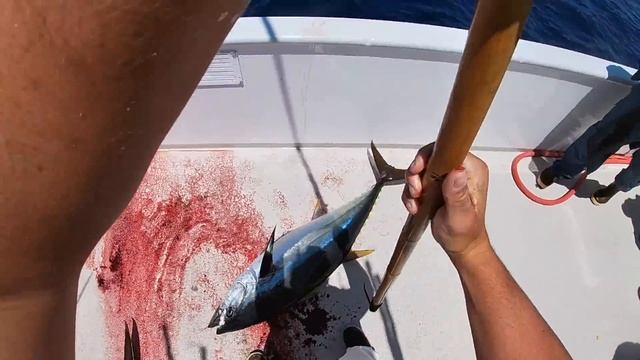 GREAT WHITE SHARKS KEPT EATING OUR BIG TUNA!!!!