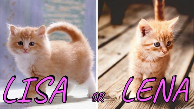 LISA OR LENA💖🥰|#14 ( CUTE ANIMALS 😍😚)