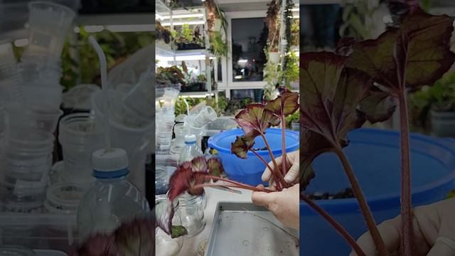 Вот это вид у бегоний 🤔☘️🌿Занимаюсь пересадкой