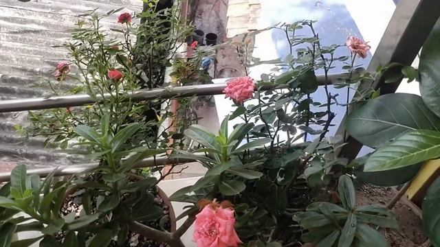 বর্ষাকালের পর গোলাপ গাছের যত্ন কিভাবে করবেন ।(Rose care in after rainy season)
