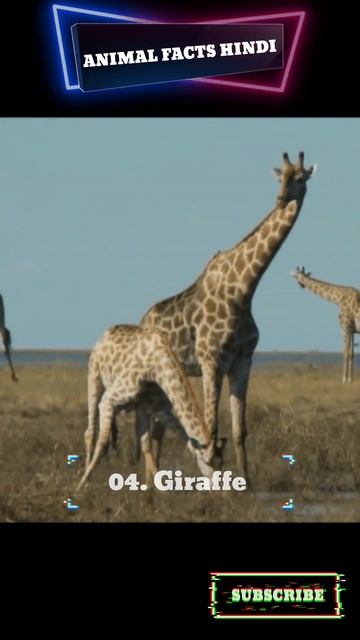 Top 8 Biggest Animal in the World || Animal Facts Hindi #trending #shorts