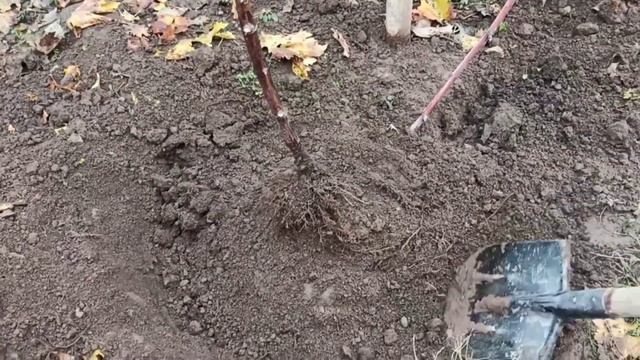 Решагирии нихолчаи ангур дар 5 мох.