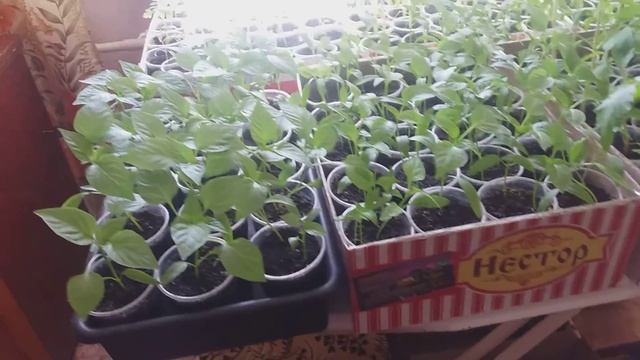 Tomato and pepper seedlings / рассада томат и перец