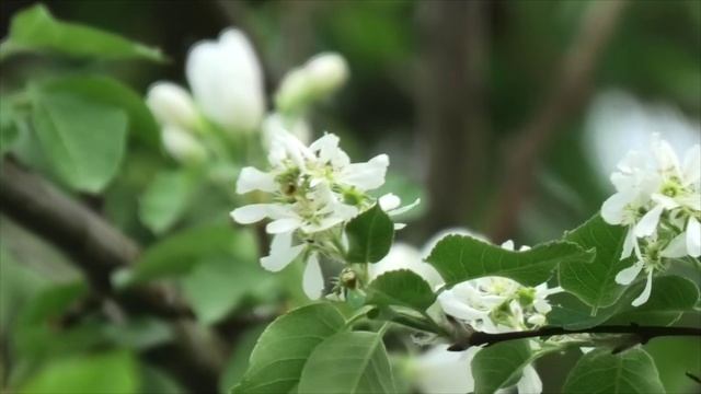 цветы в мае.Привезли рассаду. редис в теплице