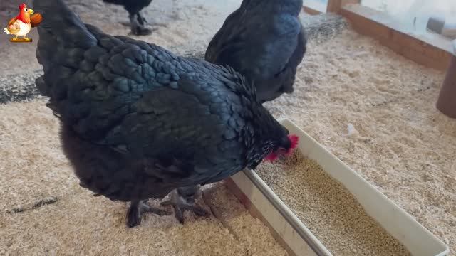 Идеальное птицеводство достойно восхищения 🐓🦆🦢🦚🦃🐔 эпизод (35)