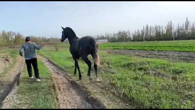 Бышты сатылат таза кандуу тел:+996 779 770 079 Бю:1,70 см Урувенге дареги Бишкек Баасы 6000$