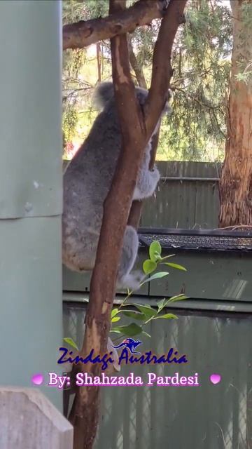 Koala is a cute animal and unique to Australia. #australia #sydney #india #koala #wildlife #pakista