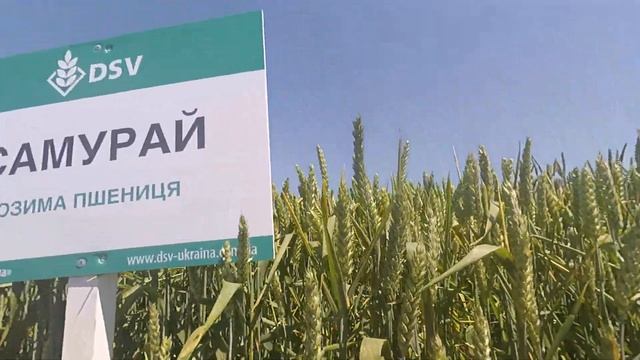 "Самурай" і "Матрікс" компанії DSV