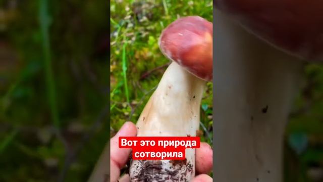 Невероятная находка /Двухголовый гриб боровик/Тверская область