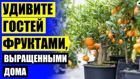 ☑ Как размножать лимон в домашних условиях