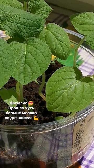 Из 11 выжило 9, готовимся к высадке в грунт 🌿 #физалис #первыйопыт #сад #огород #рассада #short