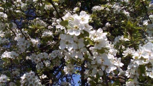 17 квітня-цвіте груша