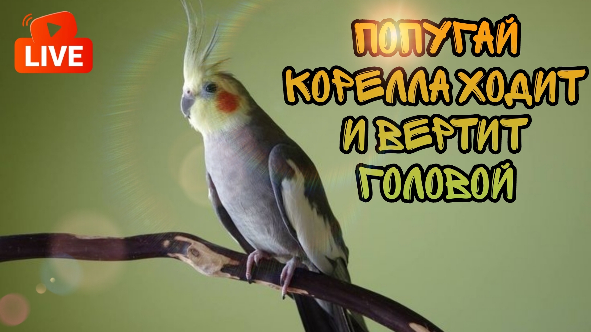 Live Попугай корелла ходит по жердочке и вертит головой