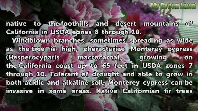 California Evergreen Trees