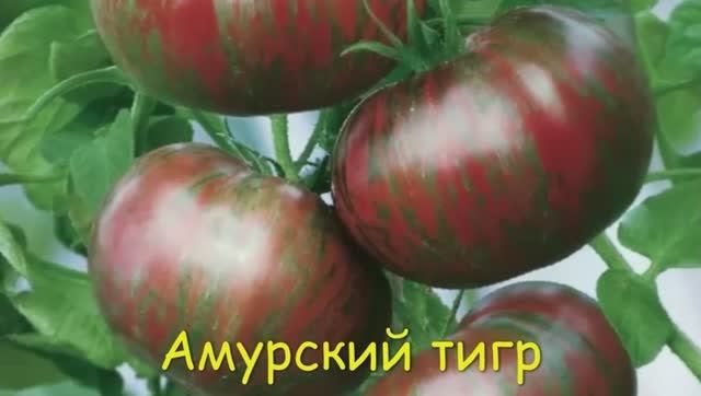 ТОМАТЫ. КАТАЛОГ  томатов на 2025 год.  г. Киров