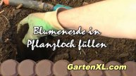 Prachtschartezwiebeln pflanzen