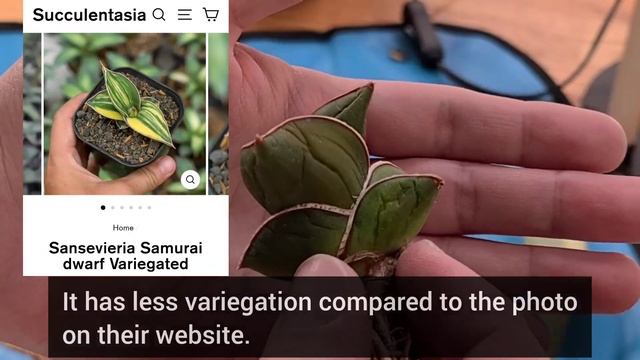 Plant Unboxing from Succulent Asia! Adding rare Sansevieria to my collection