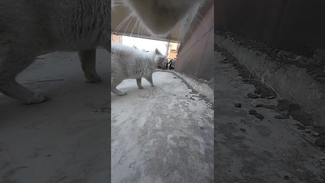 Кот , кошка, драка, мачилово