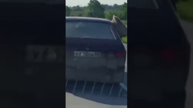 Свинья в машине. У-ха-ха-тывался до слез! :-))