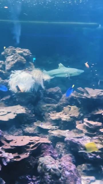 Jaws #shark #scary #trending #viral #like #subscribe #shorts
