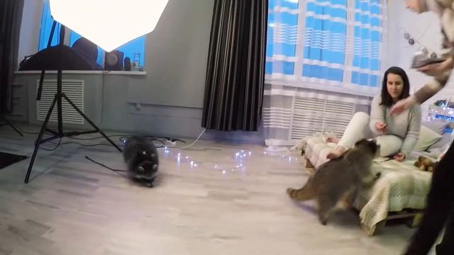 Еноты в Фотостудии "Клевер" Речица