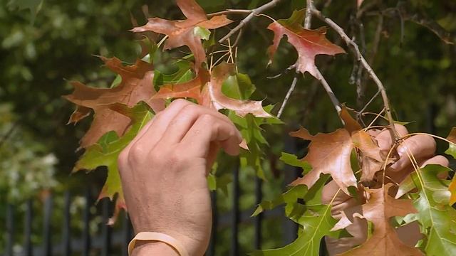 Bacterial Leaf Scorch – Garden Notes