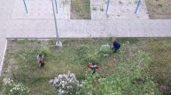 Покос травы возле дома г.Талдыкорган