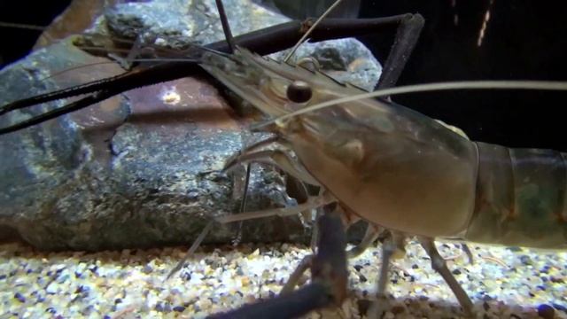 コンジンテナガエビ　Konnjinntenagaebi　Macrobrachium lar
