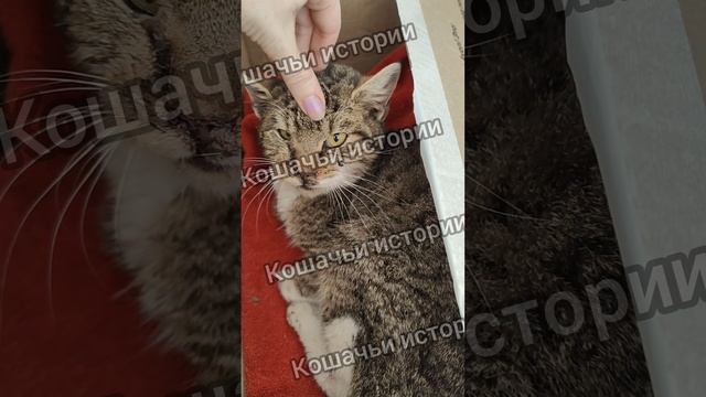 Новая травмированная киса