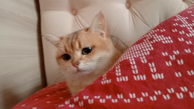 НЕВЕРОЯТНЫЙ СЮРПРИЗ У НАС НОВЫЙ ПИТОМЕЦ.