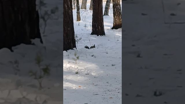 Вышла покушать,да и себя показать!Лесная красотка.