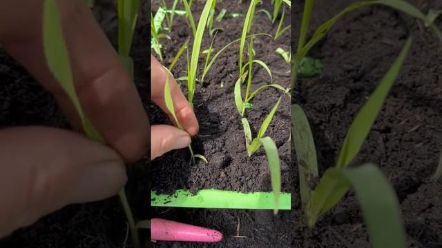 Pricking out Panicum Frosted Explosion
