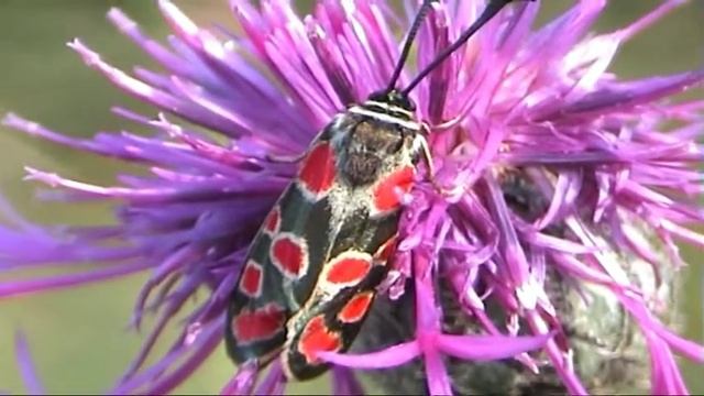Vřetenuška ligrusová Zygaena camialica.mpg