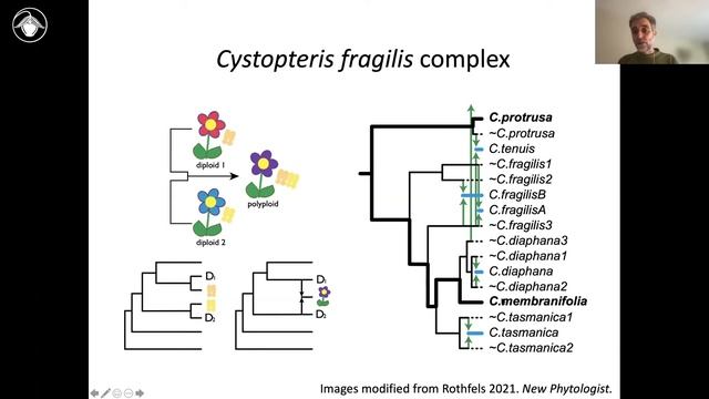 Ferns Module 7: Eupolypods II