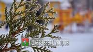 Показывает Суворов 15 февраля 2025