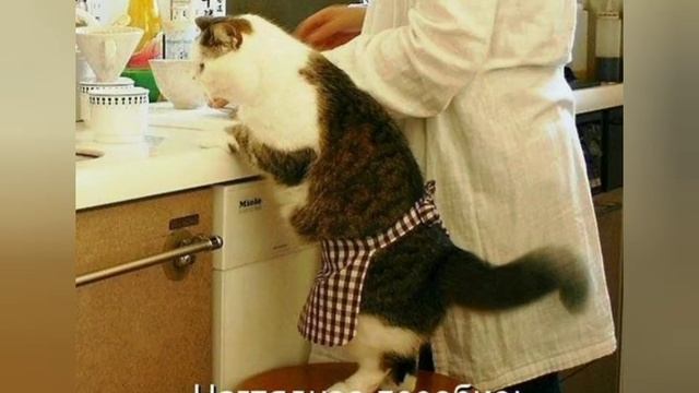 Мимишные хвостатые кошачьи мемы )