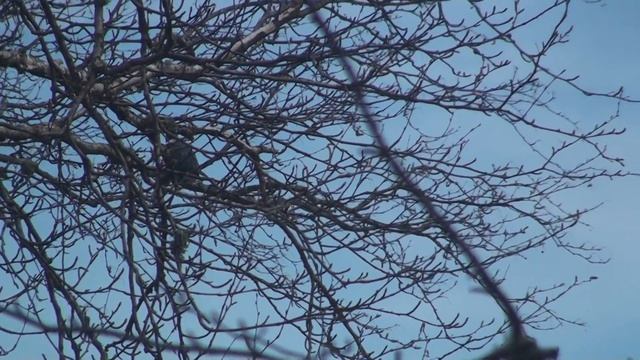Belted Kingfisher catches a fish and then eats it