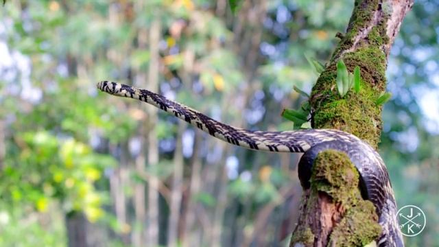 COSTA RICA IN 4K 60FPS