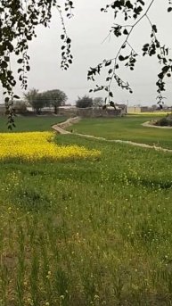 Green fields and yellow fields of wheat and Mustard #shorts #youtubeshorts #greenery #greenfields