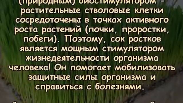 СОК РОСТКОВ ПШЕНИЦЫ ЭЛИКСИР МОЛОДОСТИ И ЗДОРОВЬЯ