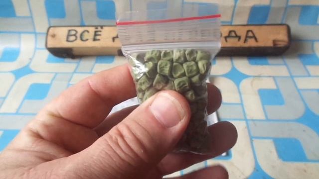 Семена Гороха  вырастает до 5 метров в высоту из Красноярска
