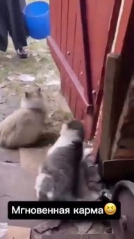 Мгновенная карма😂