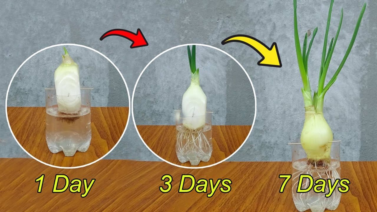 Выращивание лука из выброшенных луковиц в бутылках с водой дало неожиданные результаты