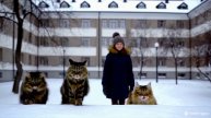 Три кота