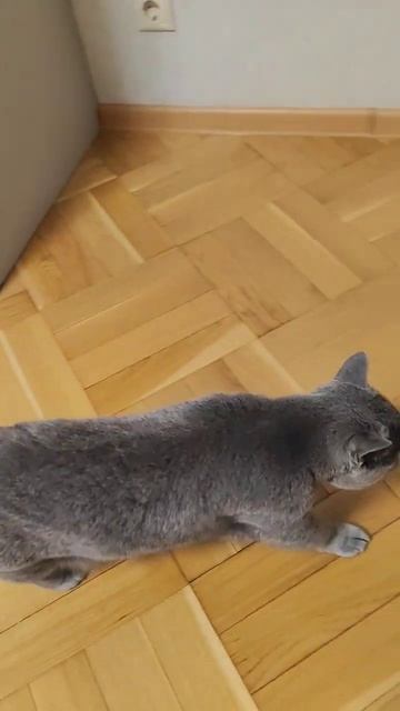 Вечерний променад #кошки #забавныеживотные #котики #шортс #ютуб #cats #shorts #kitty #pets #youtube