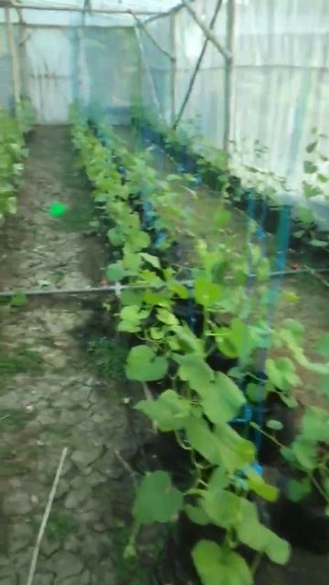 UMUR 16‼️PERKEMBANGAN MELON KINANTI NEW GOLDEN GREEN 1 BANGGA PETANI MUDA