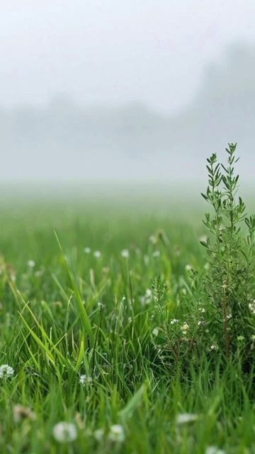 Пробуждение природы, расслабляющее пение птиц, дрозд и кукушка.