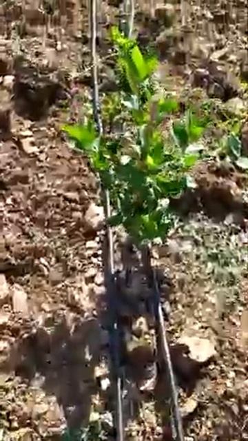 ANTALYA'NIN İLK ARONYASI || FİRST ARONIA OF ANTALYA