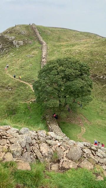Homage to the Sycamore Gap tree